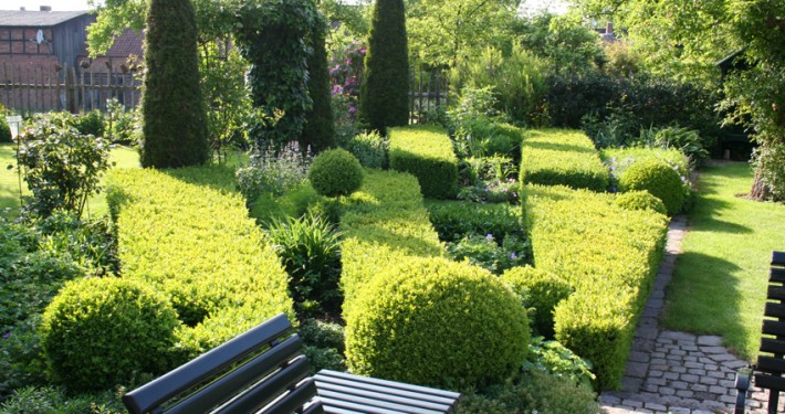 Buchsbaum-Parterre flächig gepflanzt