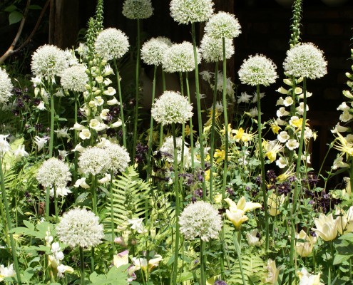 Kugellauch und Fingerhut, Akelei und Glockenblumen