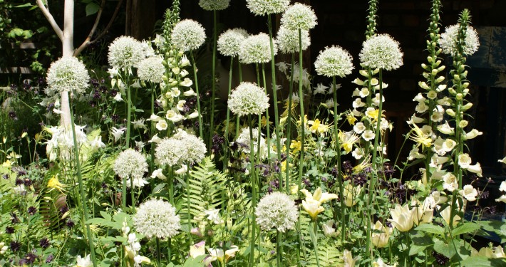 Kugellauch und Fingerhut, Akelei und Glockenblumen