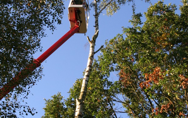 Bäume roden und Stämme fällen mit Klettertechnik