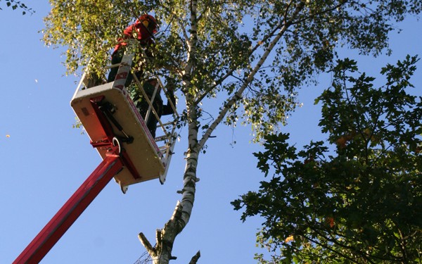 Bäume auslichten mit Hebebühne