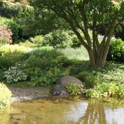 Gartenteich mit Hartriegel am Teichrand mit Wwasserspiegelung