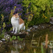 Idylle am Teichrand mit der Katze