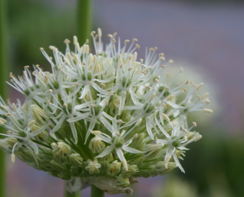 Kugellauch Allium