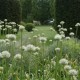 Der Weiße Garten ist kein seltenes Gestaltungsthema hier mit Kugellauch Allium