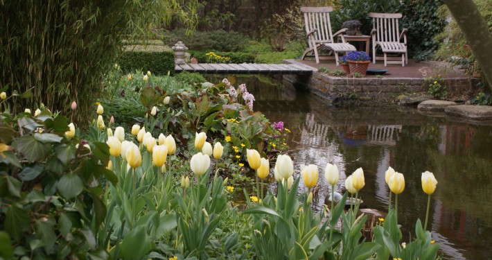 Pflanzen mit Motto 1001 Tulpenvariationen