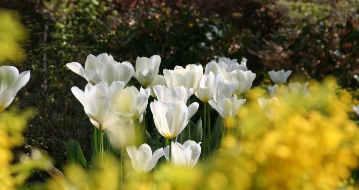 1001 tulpen ein wahnsinniges Farbspektakel