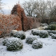 Die Buchenhecke hält das Laub den ganzen Winter durch - ein guter Sichtschutz