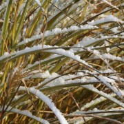 Gräser im Winter sehen gut aus, wenn sie nicht zusammen gebunden sind