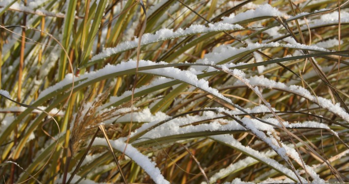 Gräser im Winter sehen gut aus, wenn sie nicht zusammen gebunden sind