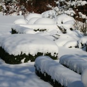 Struktur und gute Proportionen durch immergrüne Gehölze im Winter