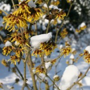 Die Zaubernuss blüht im winter auch bei Schnee