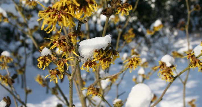 Die Zaubernuss blüht im winter auch bei Schnee