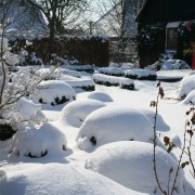 Im Winter sieht der Cottage Garten toll aus, Buchsbaum, Gräser und andere Immergrüne geben die Struktur